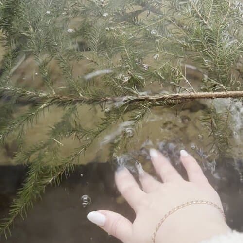 ForrestHome