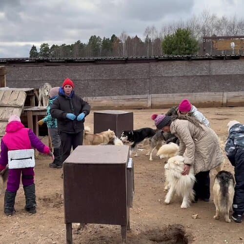 Хаски Деревня Рузская Аляска