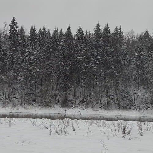 Хаски Деревня Рузская Аляска