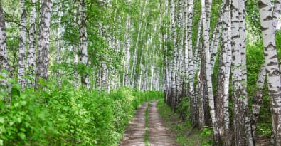 Just Wood