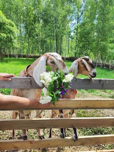 Козы да березы