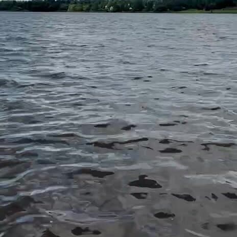 Лес и Волга