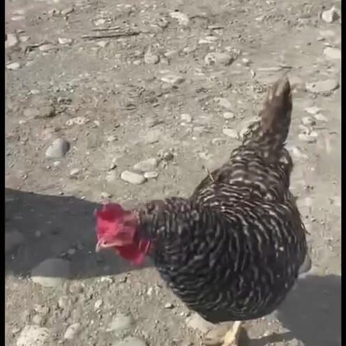 Магия природы