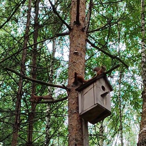 Никольские росы