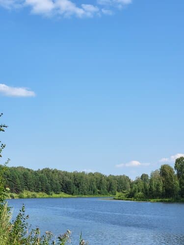 Сны Леса