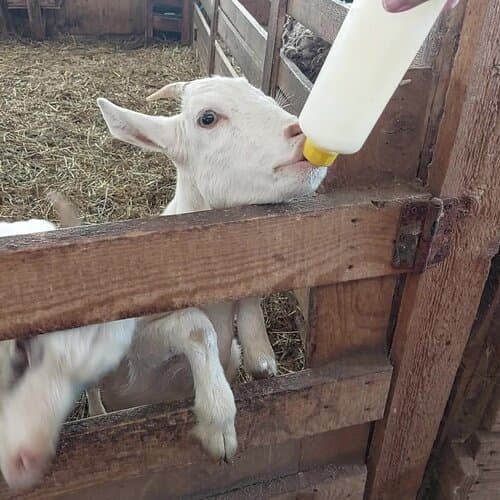 Альпака Ферма Капри