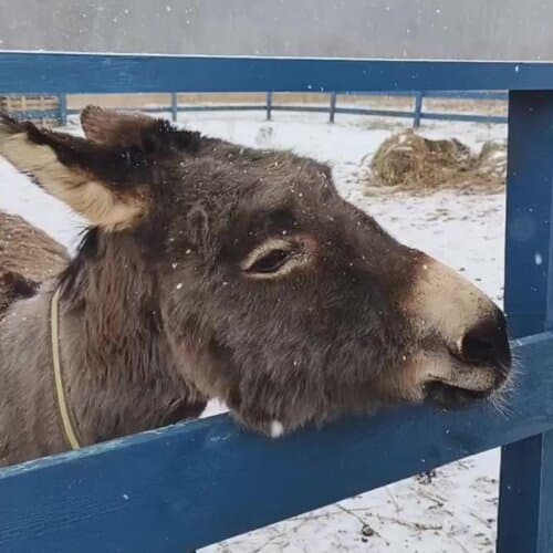 Арт-кэмп Дикая Мята