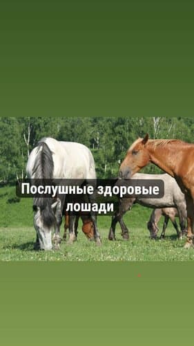 Чедоев привал