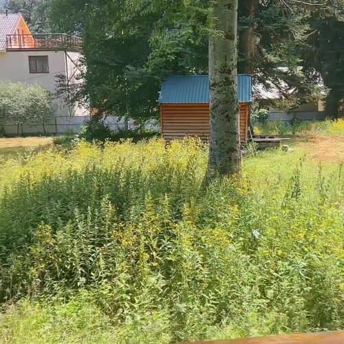 Чинара