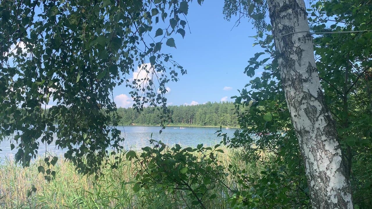 Домики в лесу