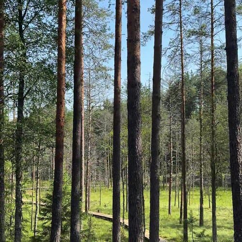 ЭКО-лес