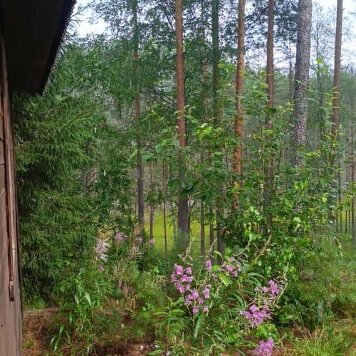 ЭКО-лес