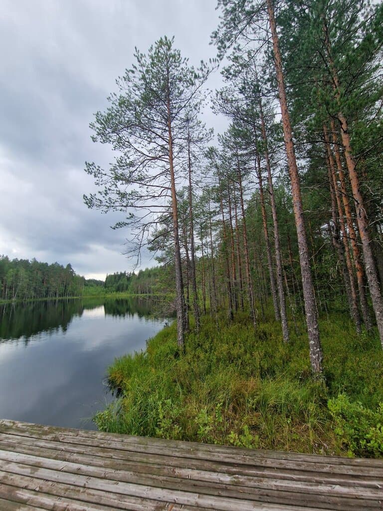 ЭКО-лес