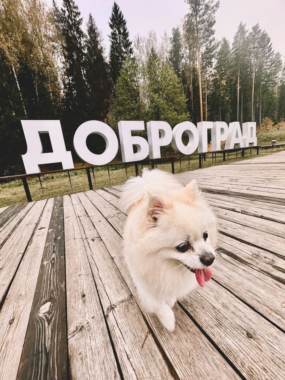 Дом в Лесу, Доброград