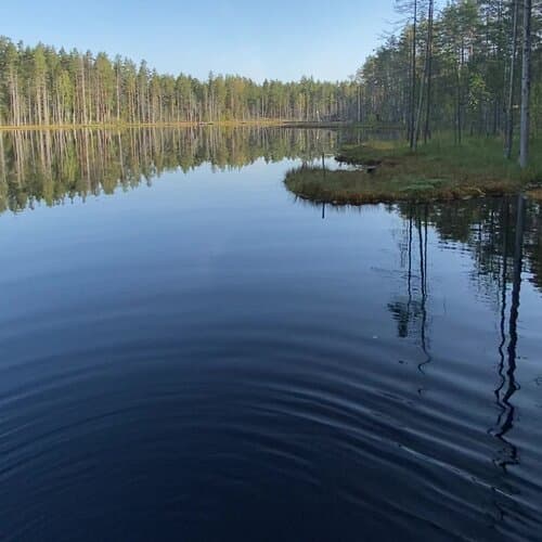 Forest lake