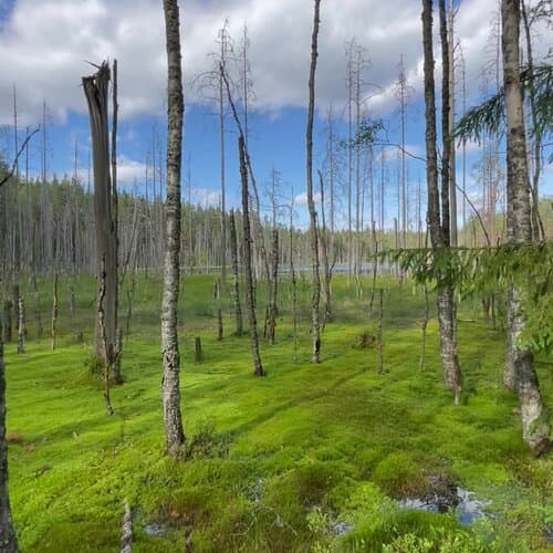 Forest lake