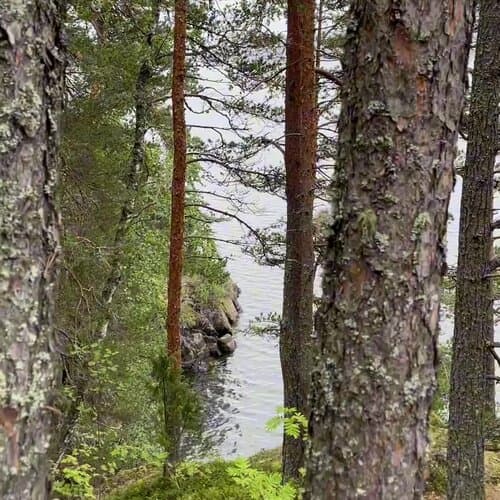 Глэмпинг Forest Park Rauhala
