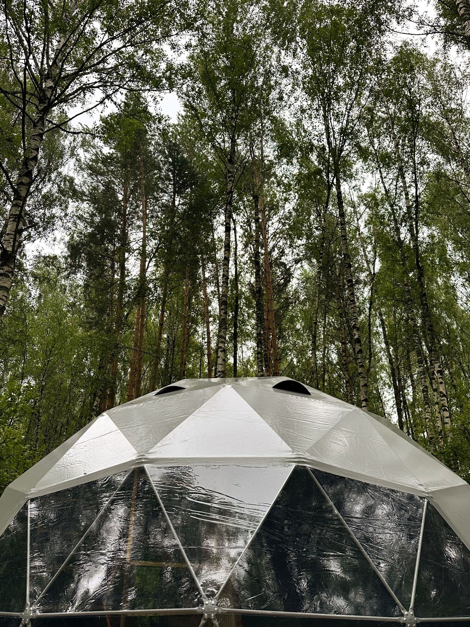 ФоррестЛенд