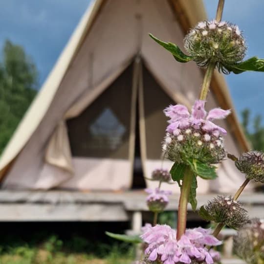 Глэмпинг Стрекоза