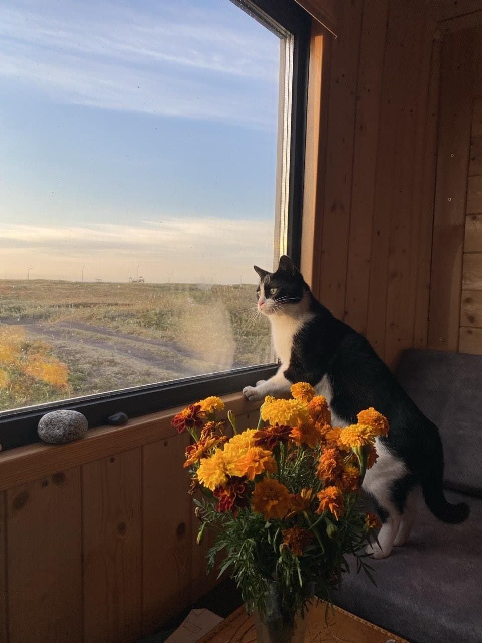 Хала Кэмп