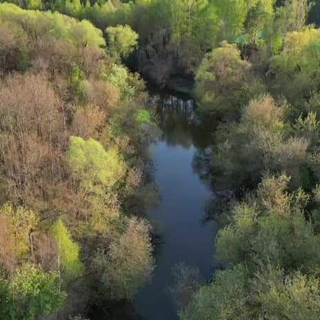 Лес и Река