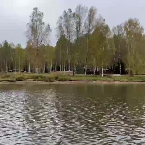 Лесной берег