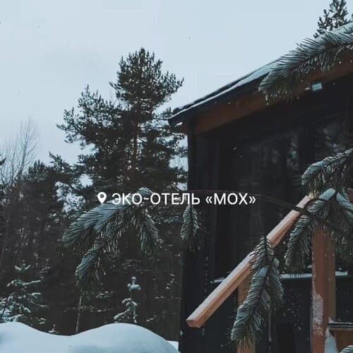 Мох