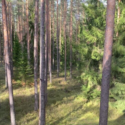 Морошка Эко Вилладж