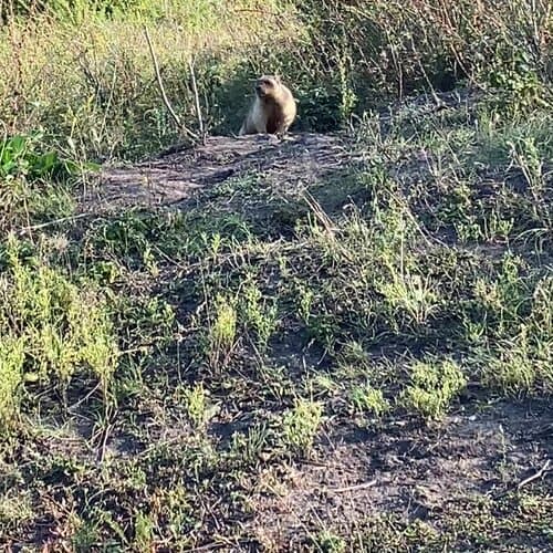 Олений