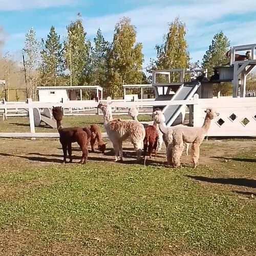 Пара Альпак