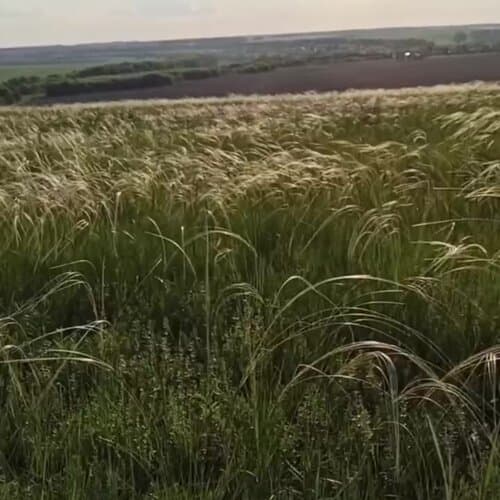 Сибарит