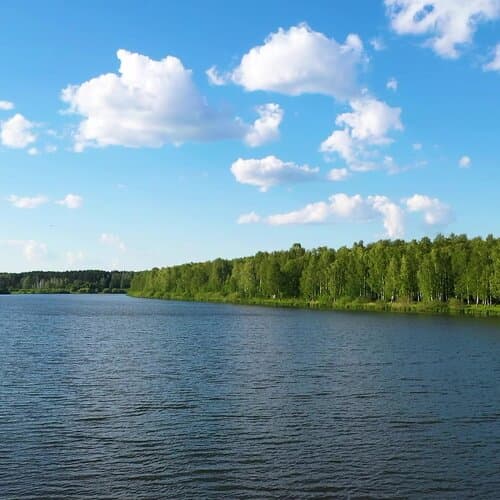 Сны Леса