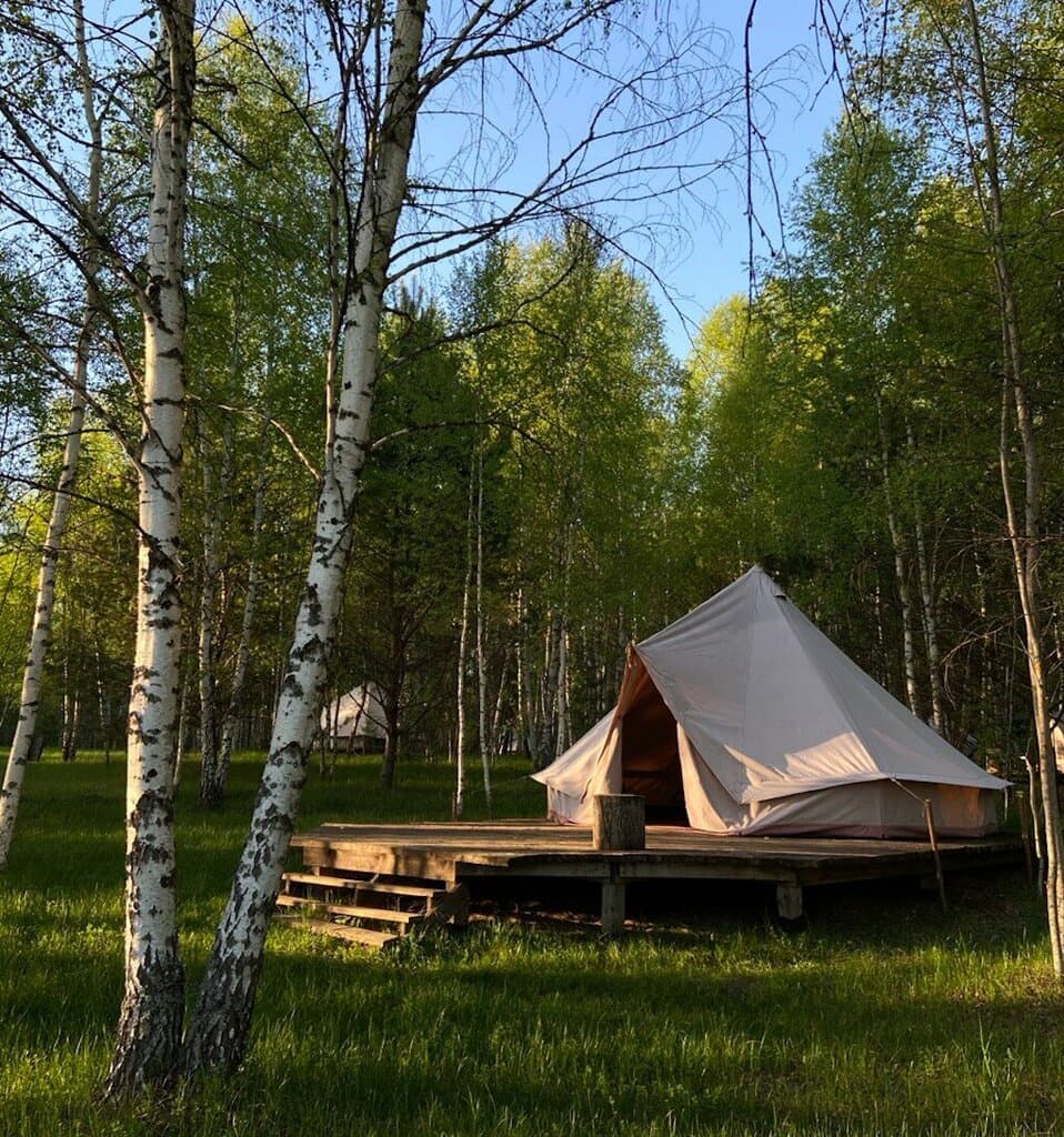 Звездный лес