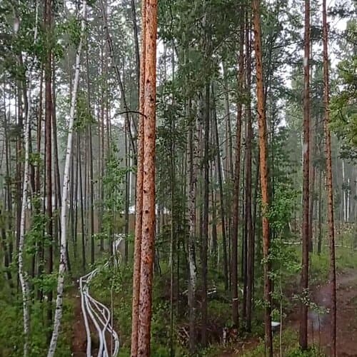 Тайга