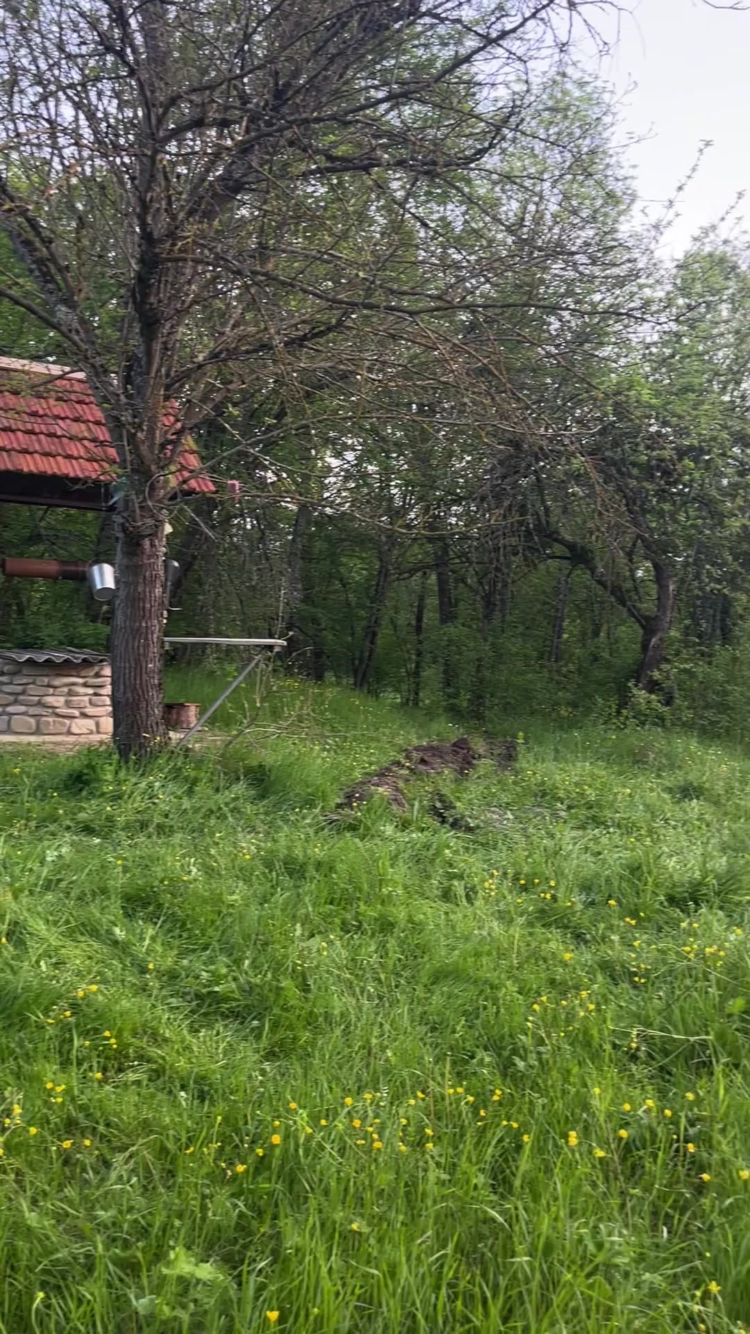 Тихий Лес