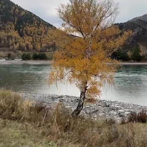 Умайя