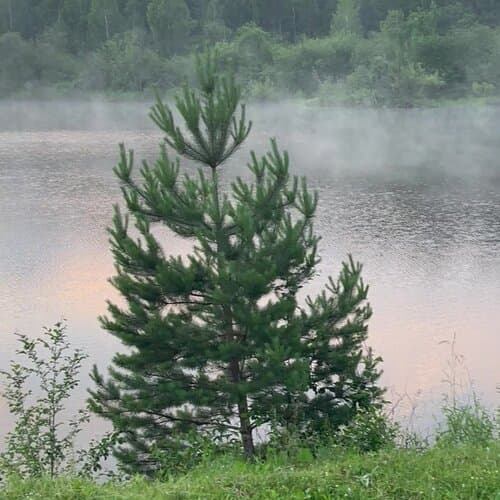 Ural Glamp