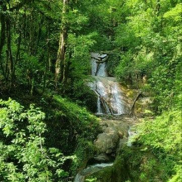 Южный вайб "Древо"