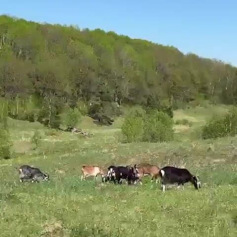 Зарановка